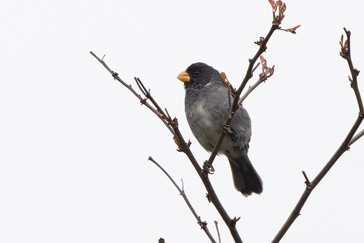 Gray Seedeater - ML645582258
