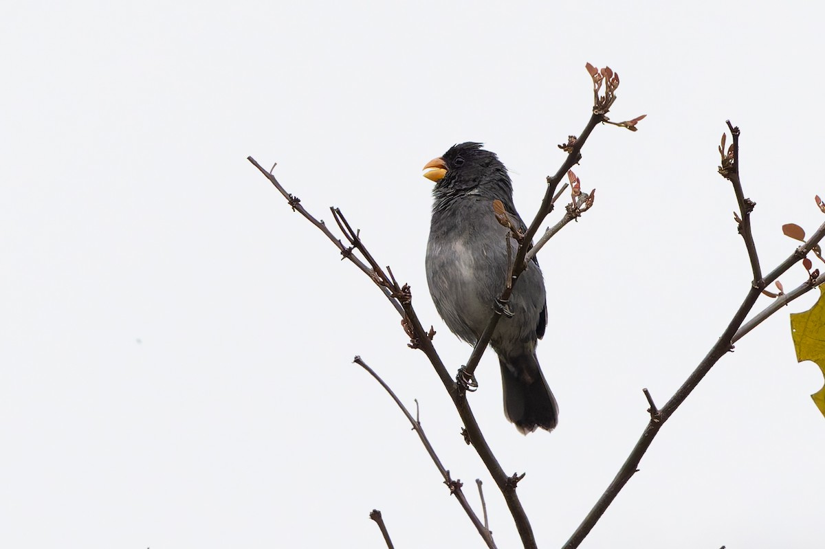 Gray Seedeater - ML645582263