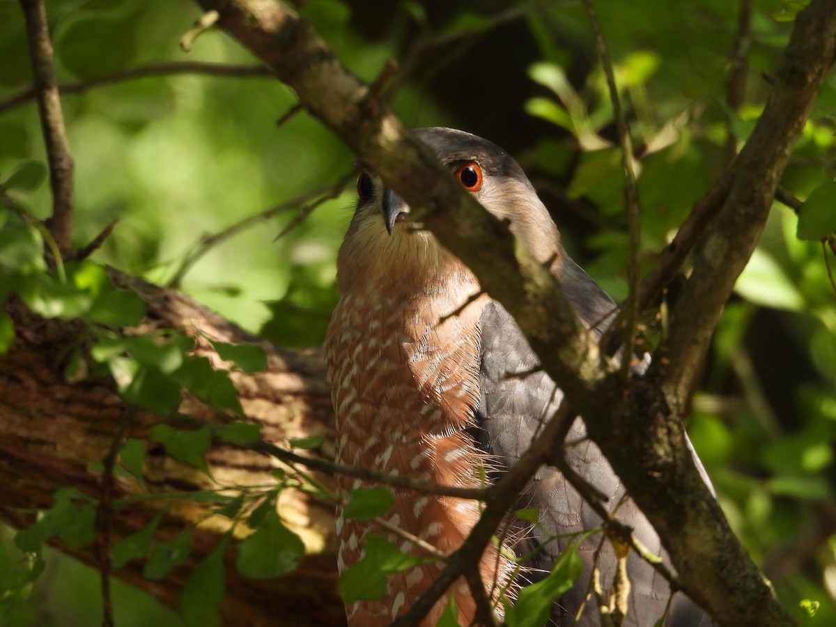 クーパーハイタカ - ML645582269