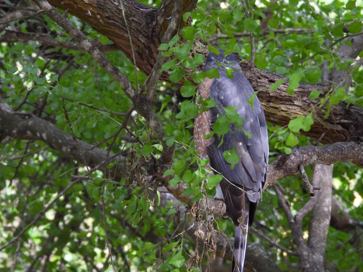 クーパーハイタカ - ML645582270