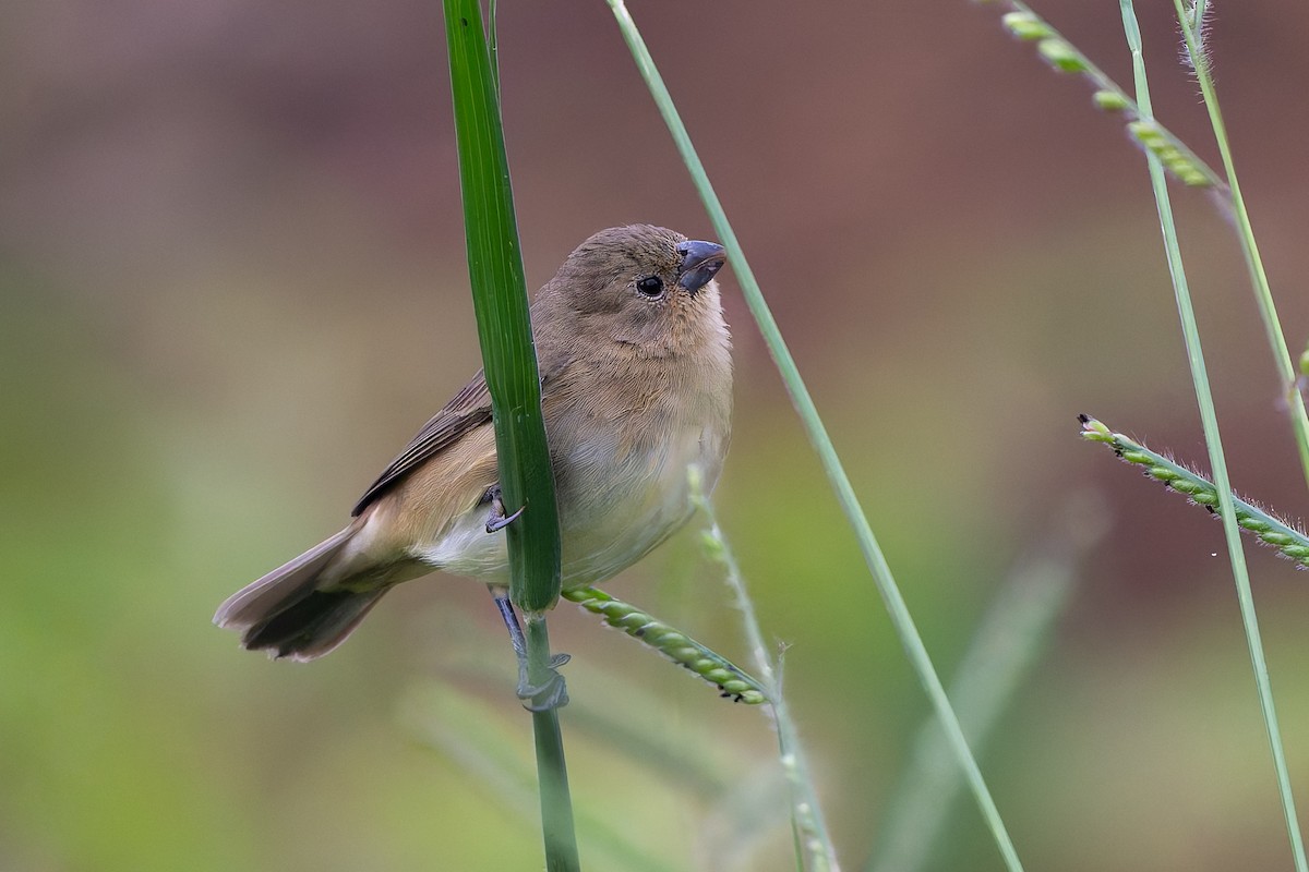 Yellow-bellied Seedeater - ML645582279