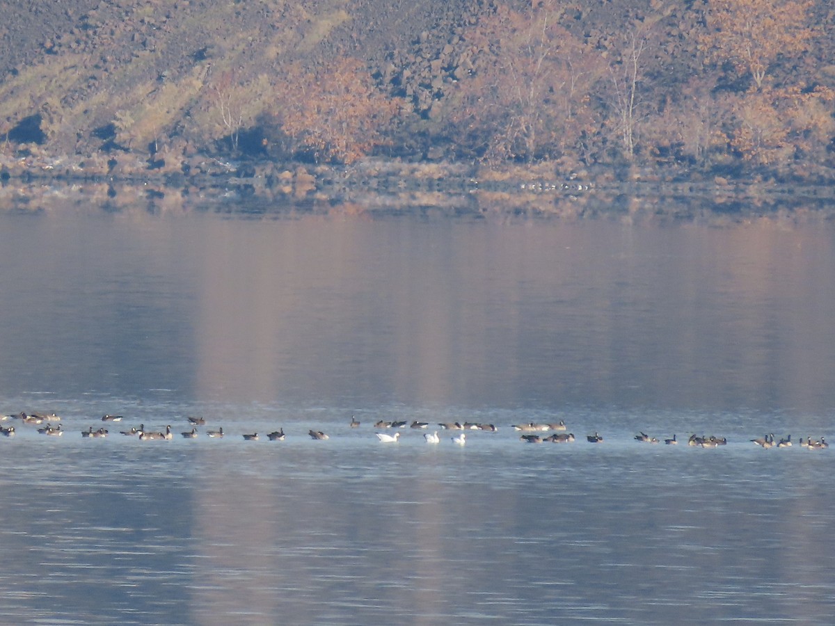 Snow Goose - ML645582280