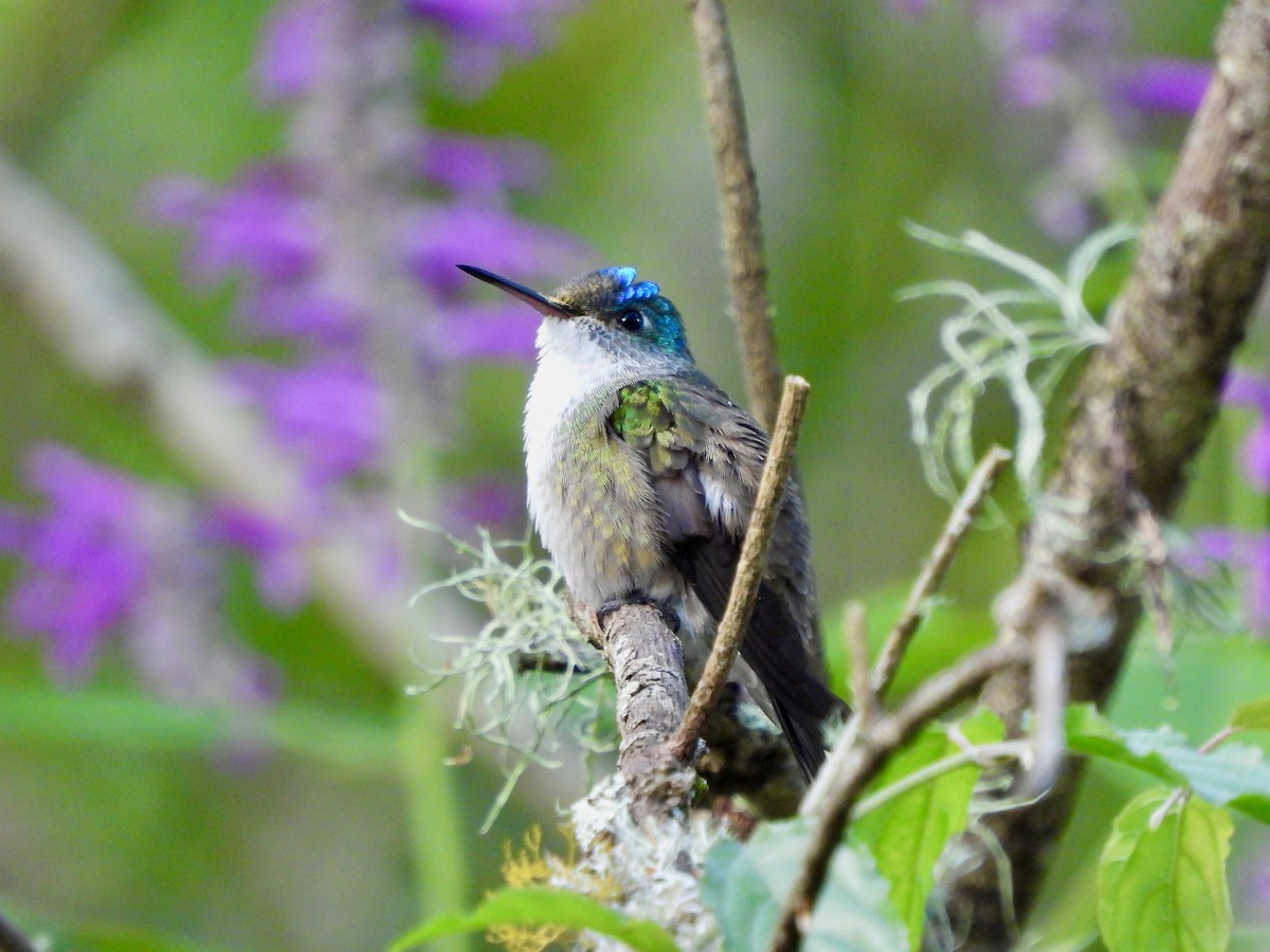 Azure-crowned Hummingbird - ML645582281