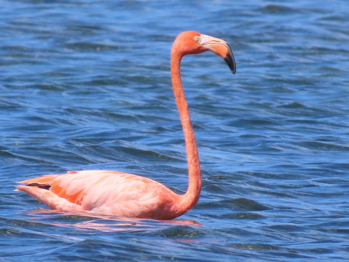 American Flamingo - ML645582297