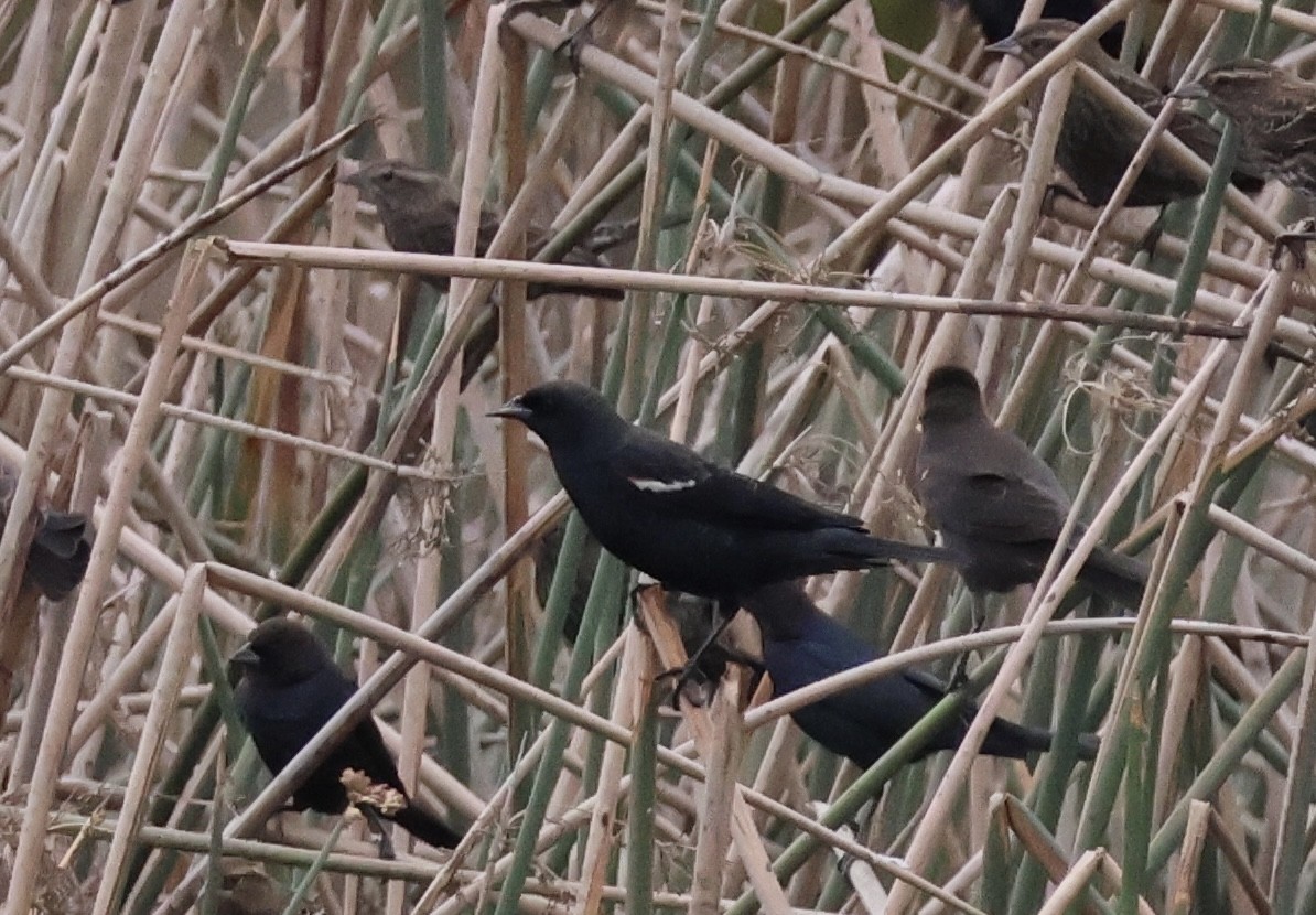 Tricolored Blackbird - ML645582298
