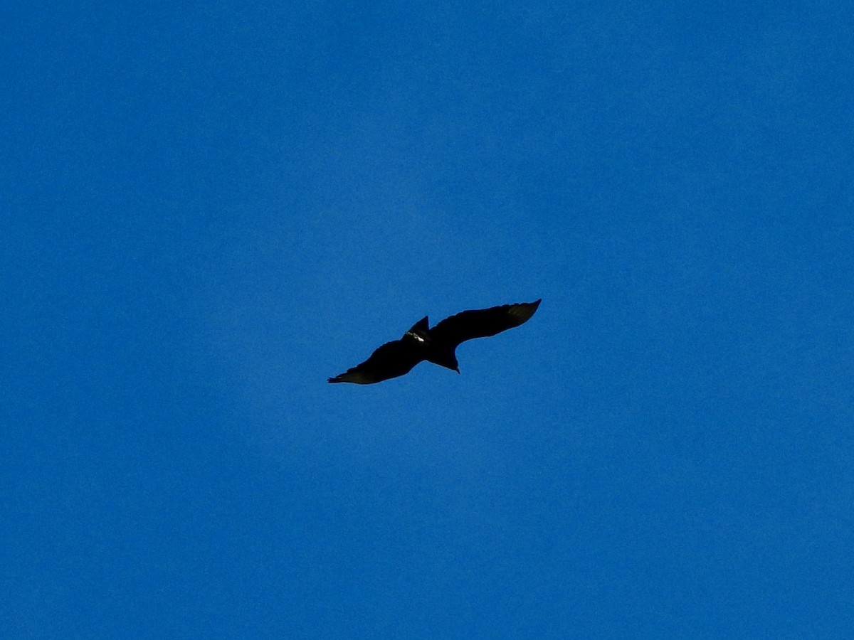 Black Vulture - ML645582299