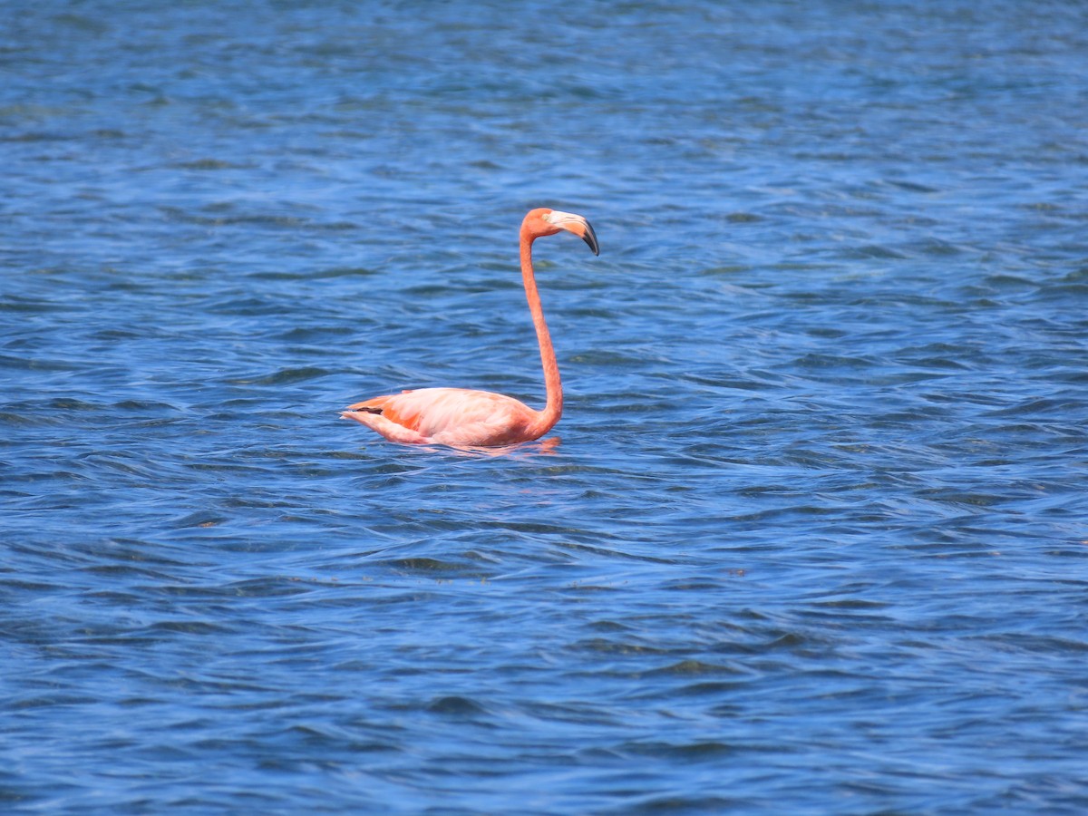 American Flamingo - ML645582302