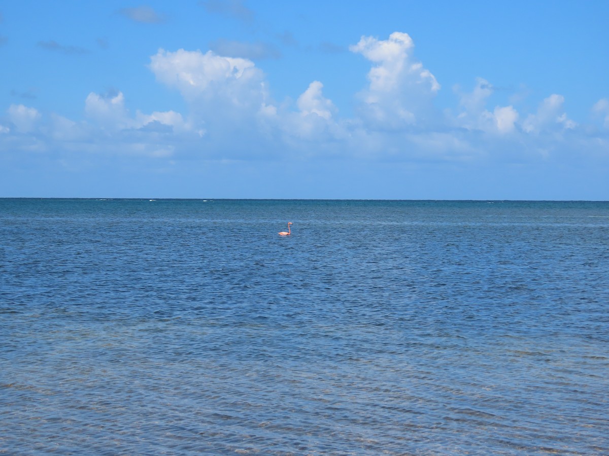 American Flamingo - ML645582303