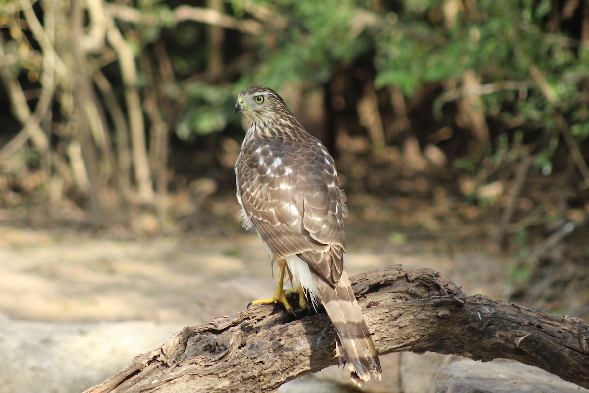 クーパーハイタカ - ML645582305