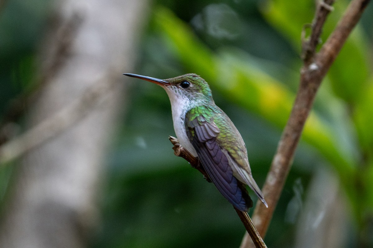 White-bellied Emerald - ML645582309