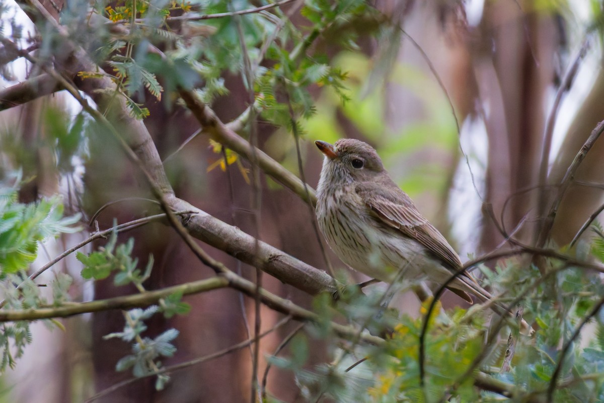 Rufous Whistler - ML645582312