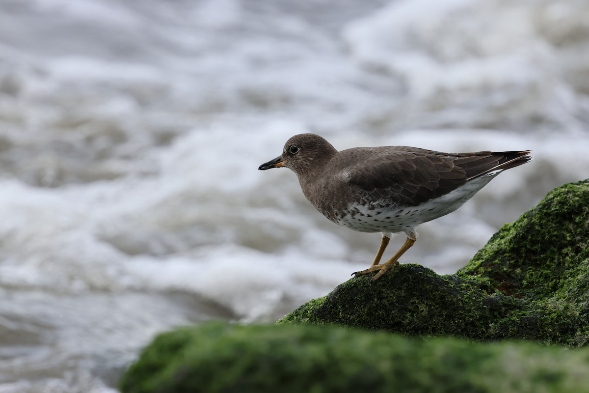 Surfbird - ML645582313