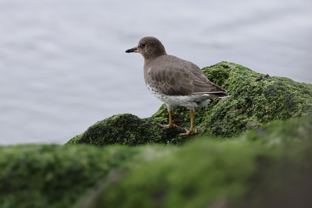 Surfbird - ML645582314