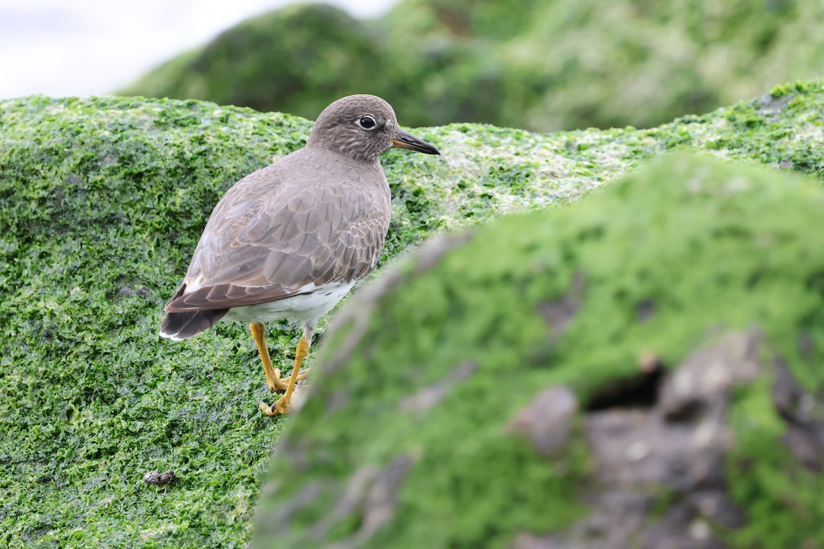 Surfbird - ML645582315