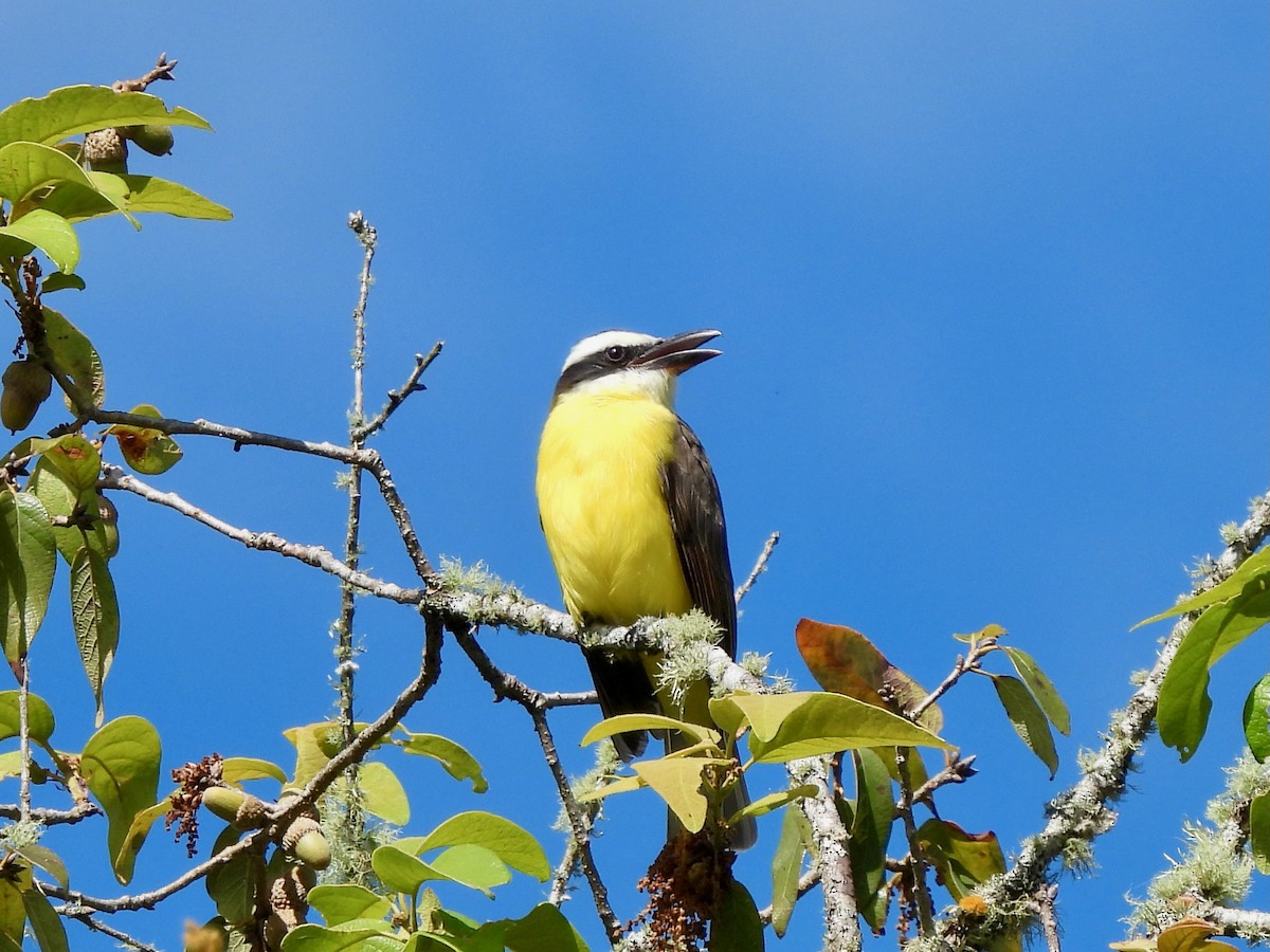 Пітанга-великодзьоб - ML645582322