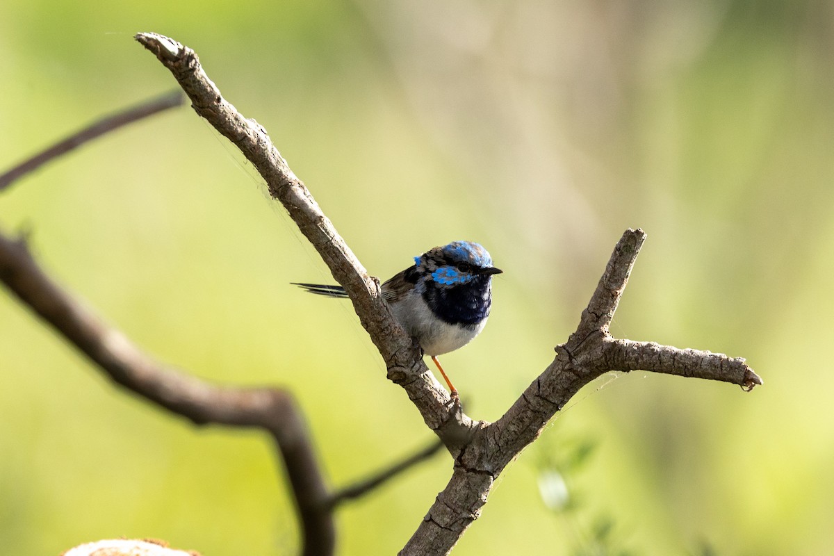 Superb Fairywren - ML645582323