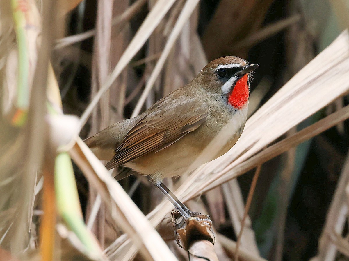 野鴝 - ML645582324