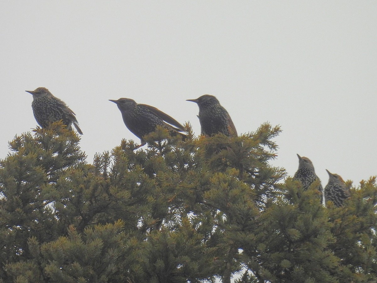 歐洲椋鳥 - ML645582326