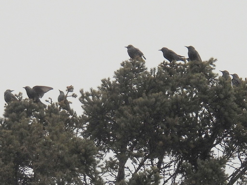 歐洲椋鳥 - ML645582327