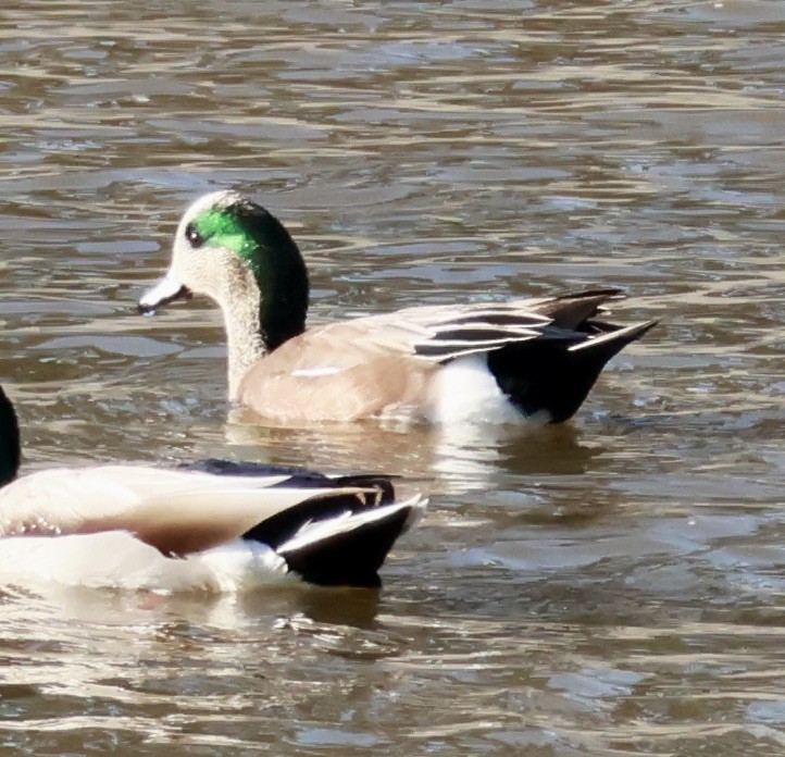 葡萄胸鴨 - ML645582328