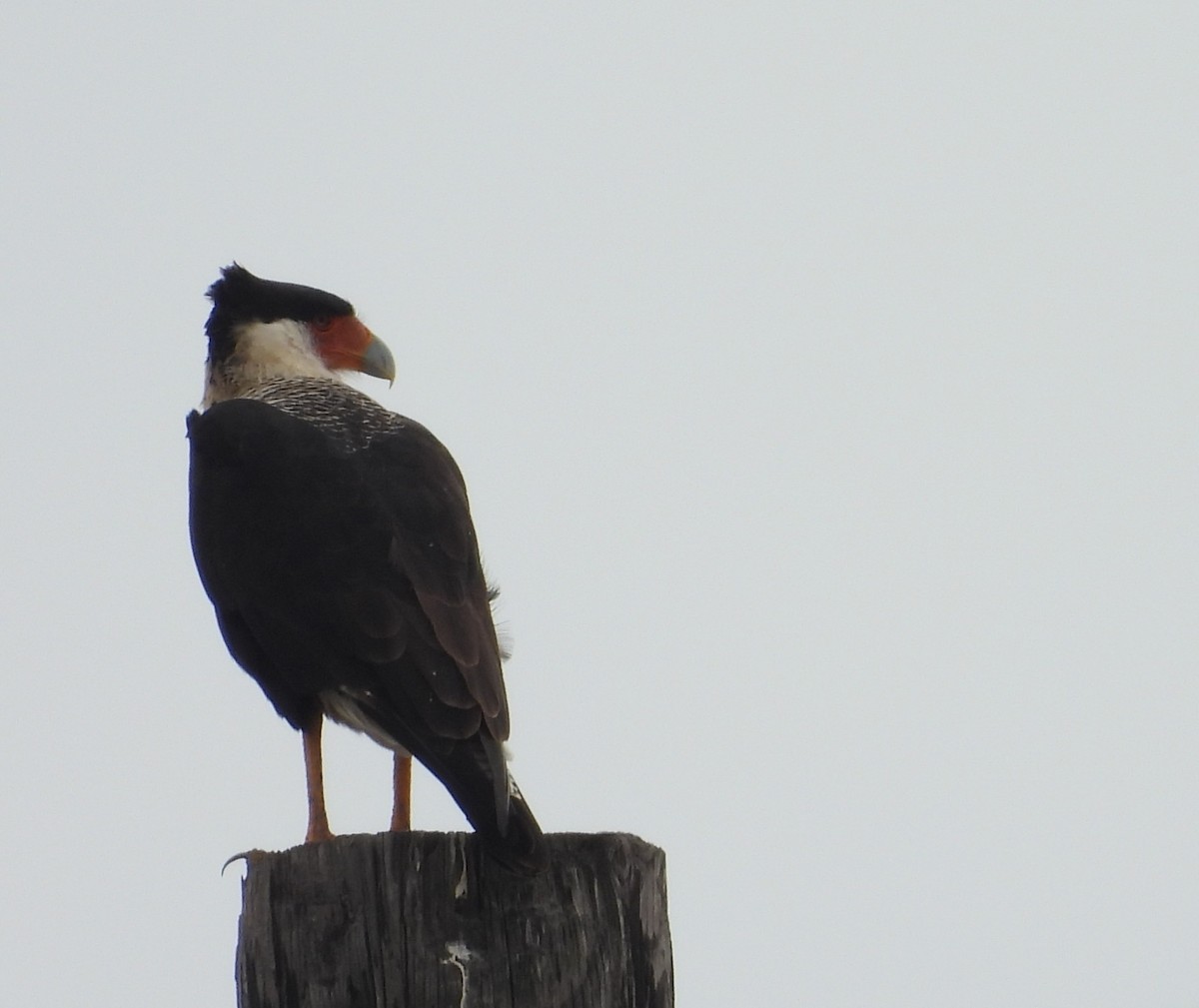 Crested Caracara - ML645582329