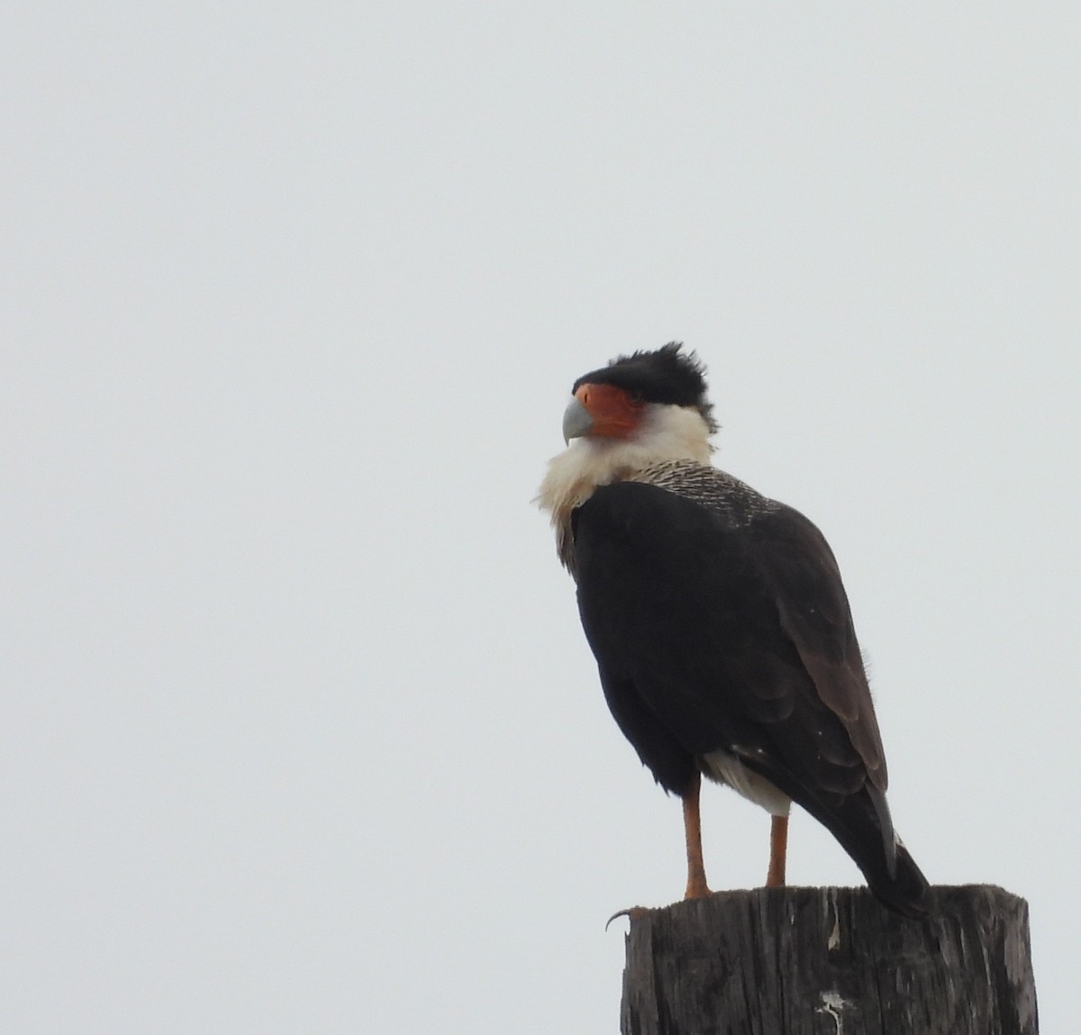 Crested Caracara - ML645582330