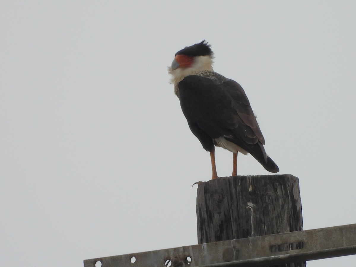 Crested Caracara - ML645582331
