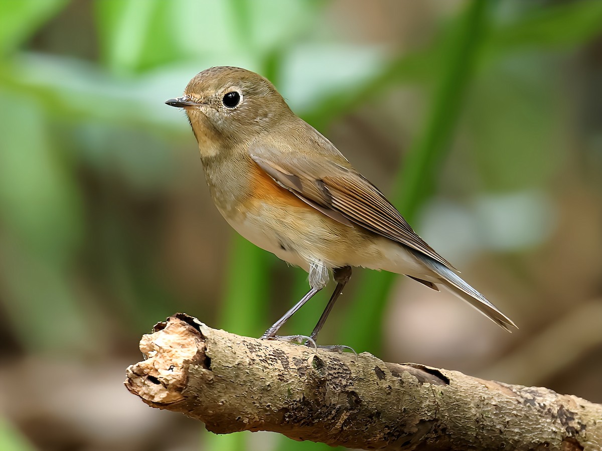 藍尾鴝 - ML645582333