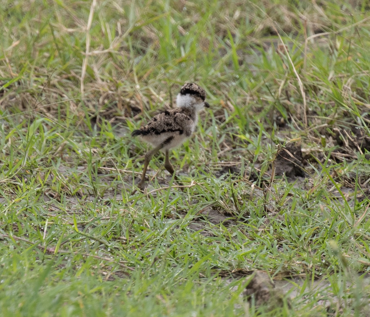 Wattled Starling - ML645582335