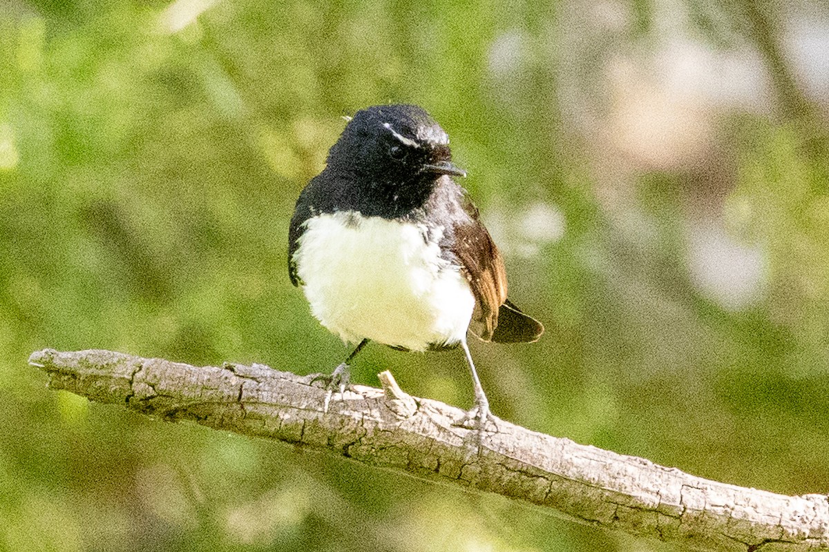 Willie-wagtail - ML645582336