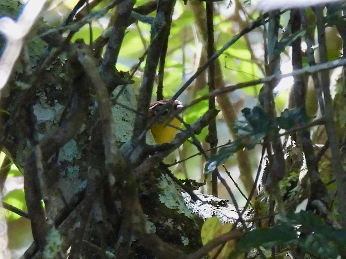 Rufous-capped Warbler - ML645582338