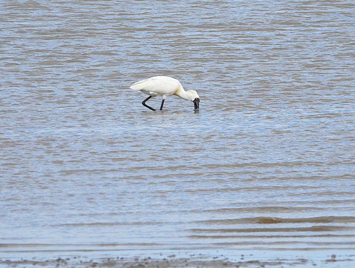Royal Spoonbill - ML645582339