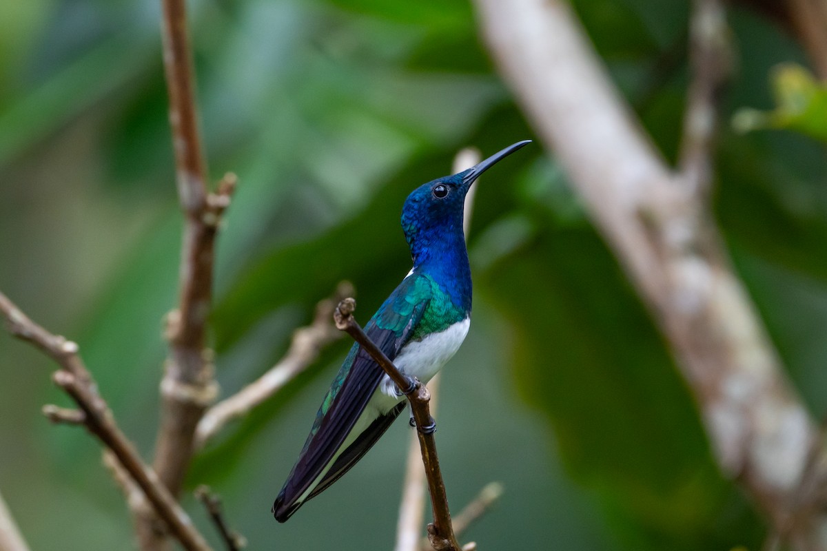 White-necked Jacobin - ML645582340