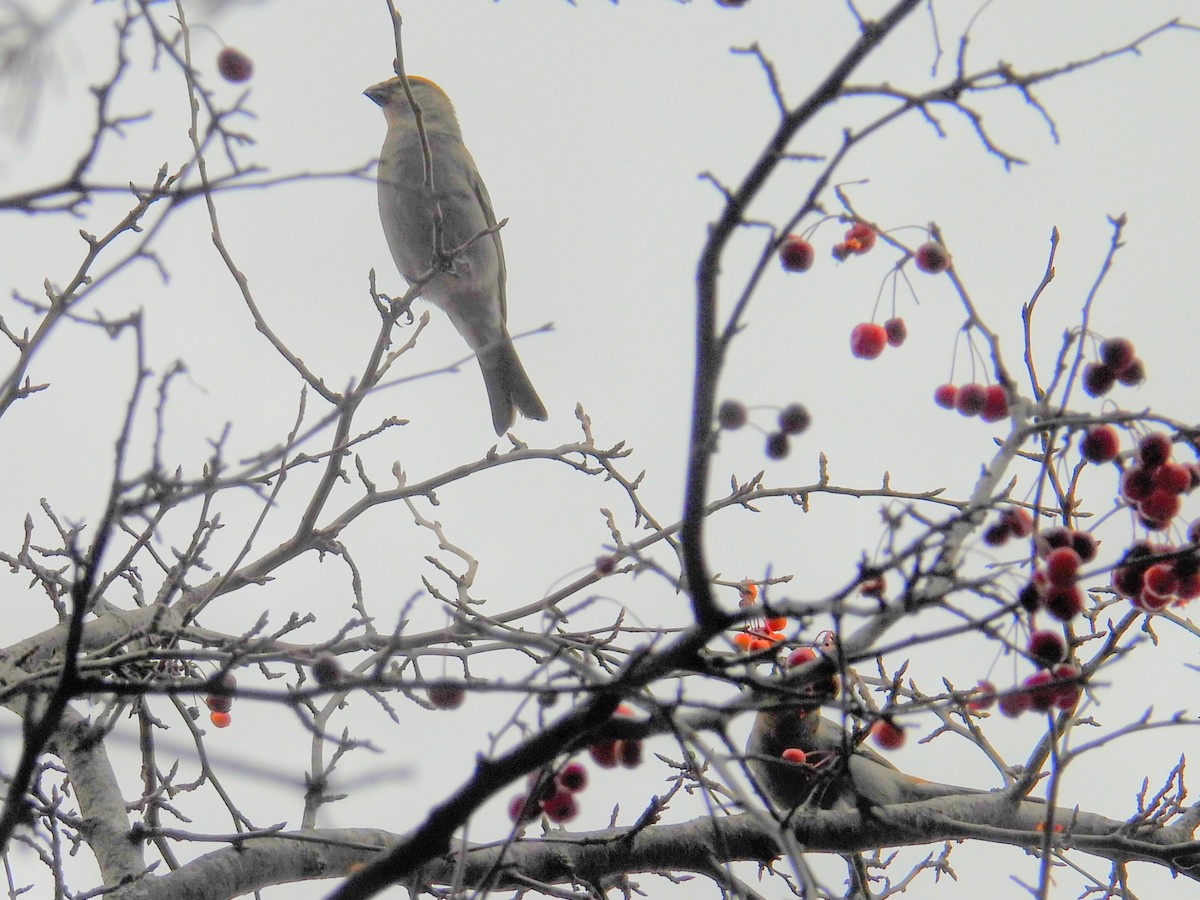 Pine Grosbeak - ML645582341