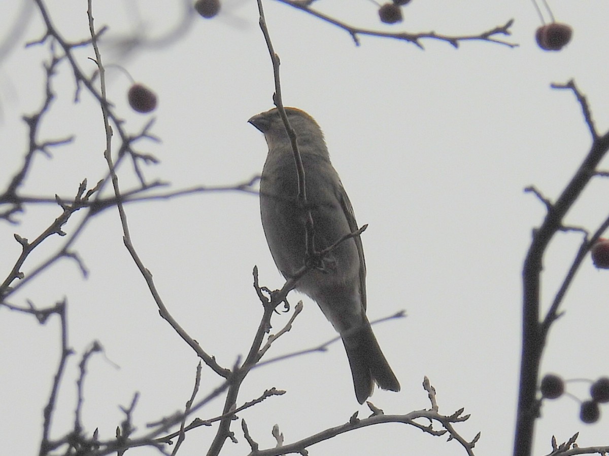 Pine Grosbeak - ML645582342