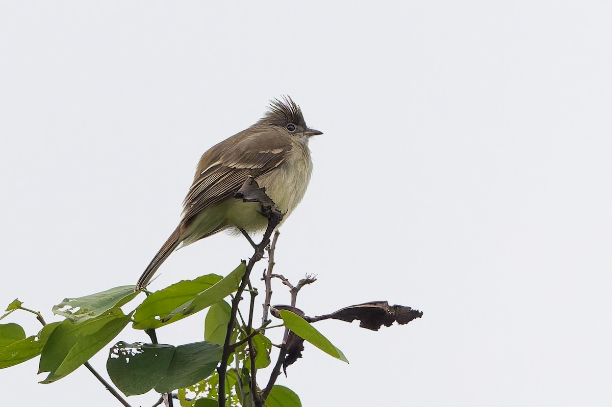 Yellow-bellied Elaenia - ML645582343