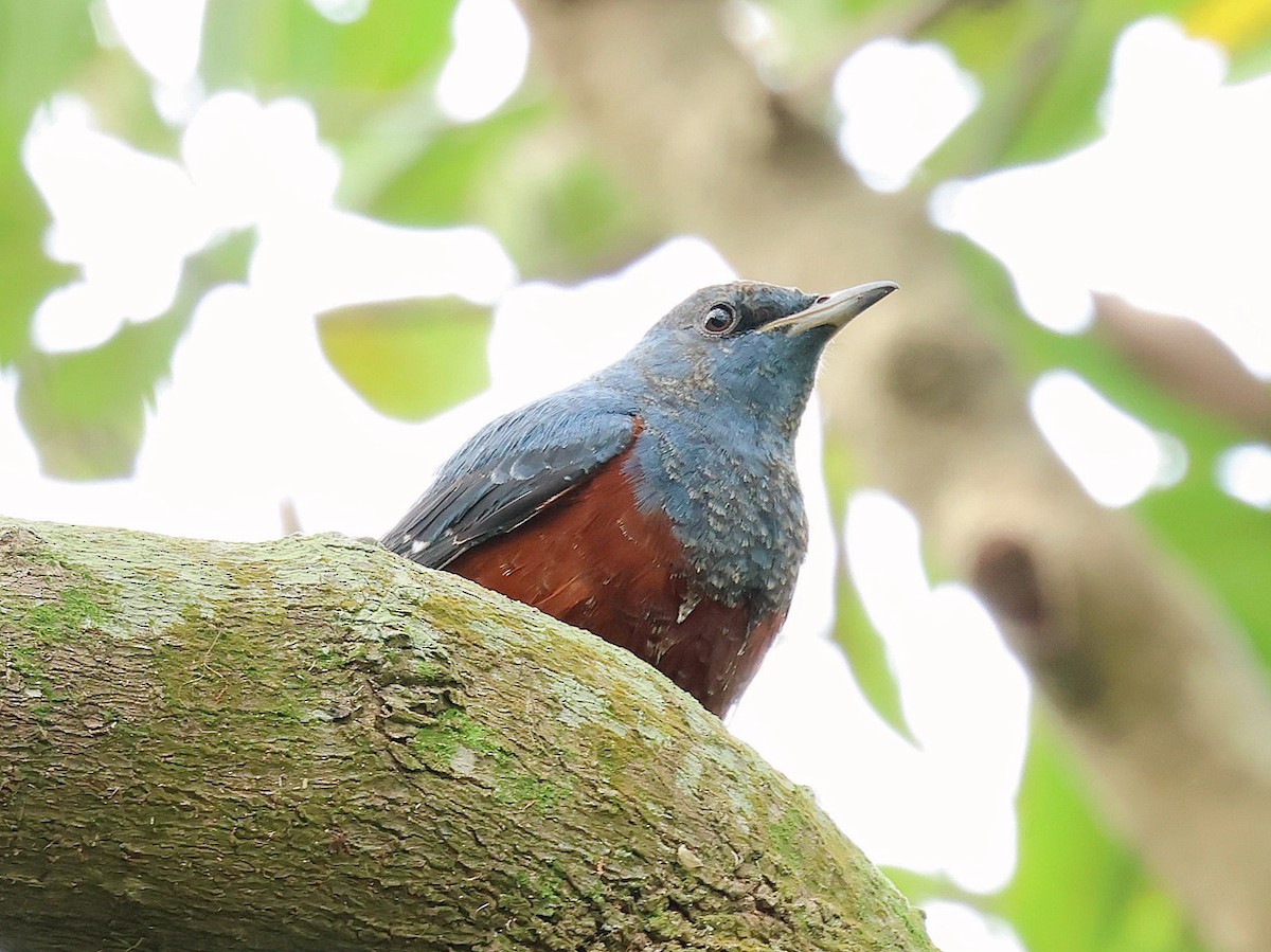 藍磯鶇 - ML645582345