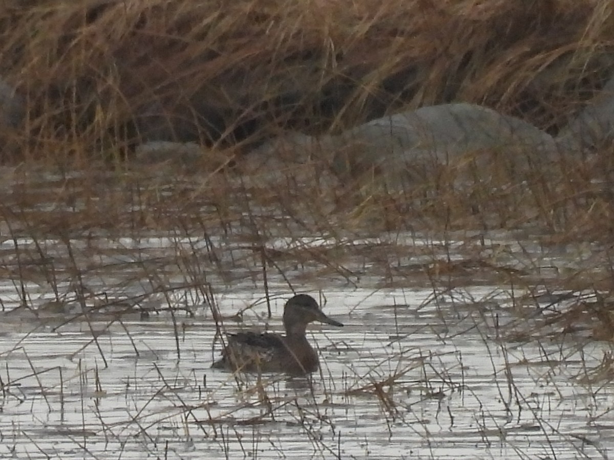 小水鴨 - ML645582346