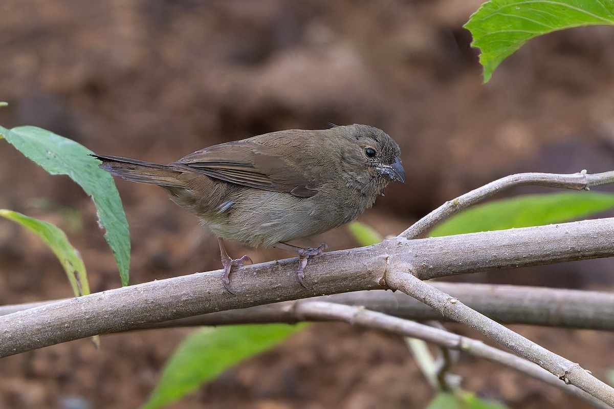 Dull-colored Grassquit - ML645582347