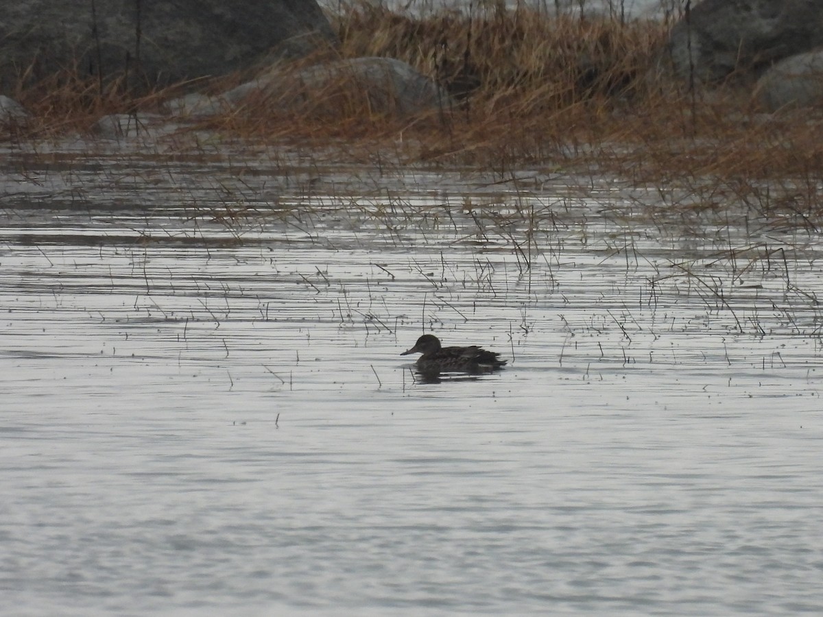 小水鴨 - ML645582348