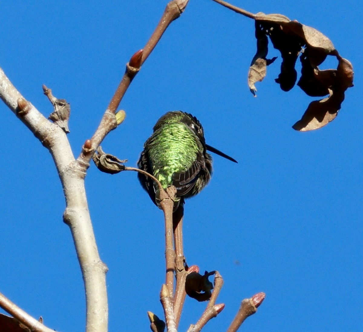 Anna's Hummingbird - ML645582349