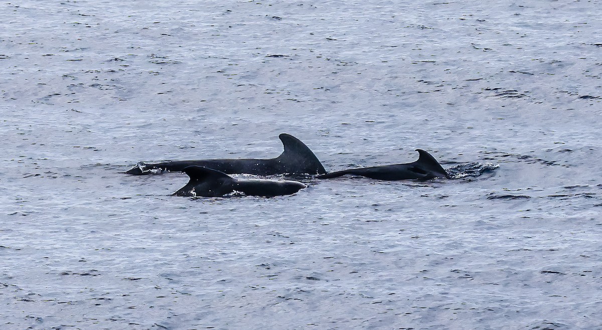 コビレゴンドウ - ML645582352