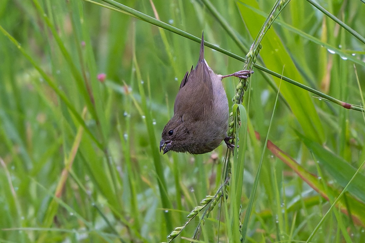 Dull-colored Grassquit - ML645582357