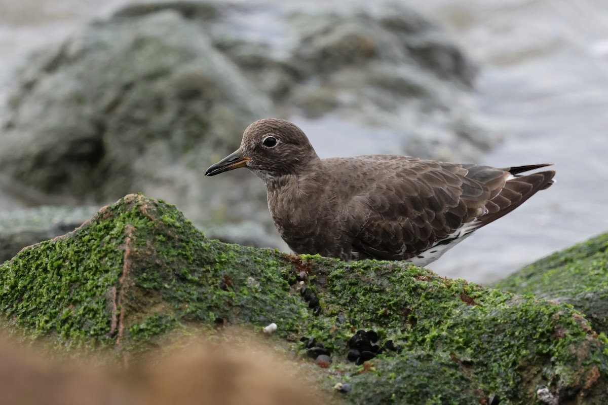 Surfbird - ML645582361