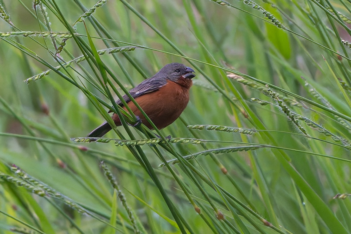 Ruddy-breasted Seedeater - ML645582365