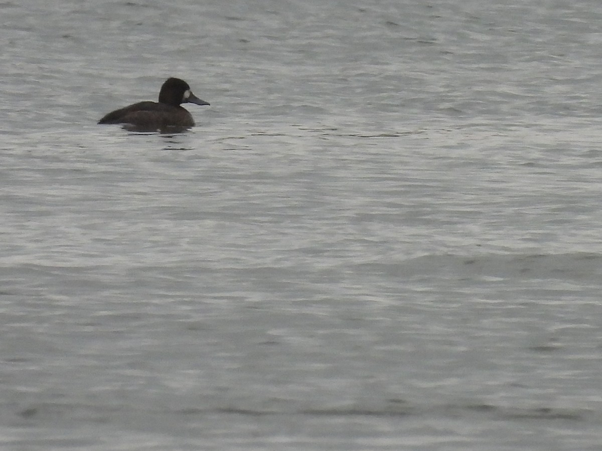 Lesser Scaup - ML645582376