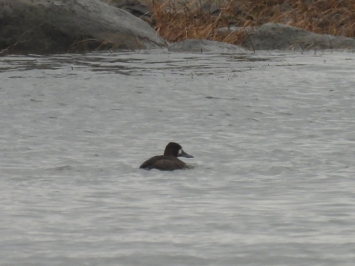 Lesser Scaup - ML645582377