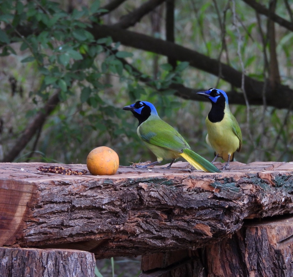 sojka zelenavá - ML645582383