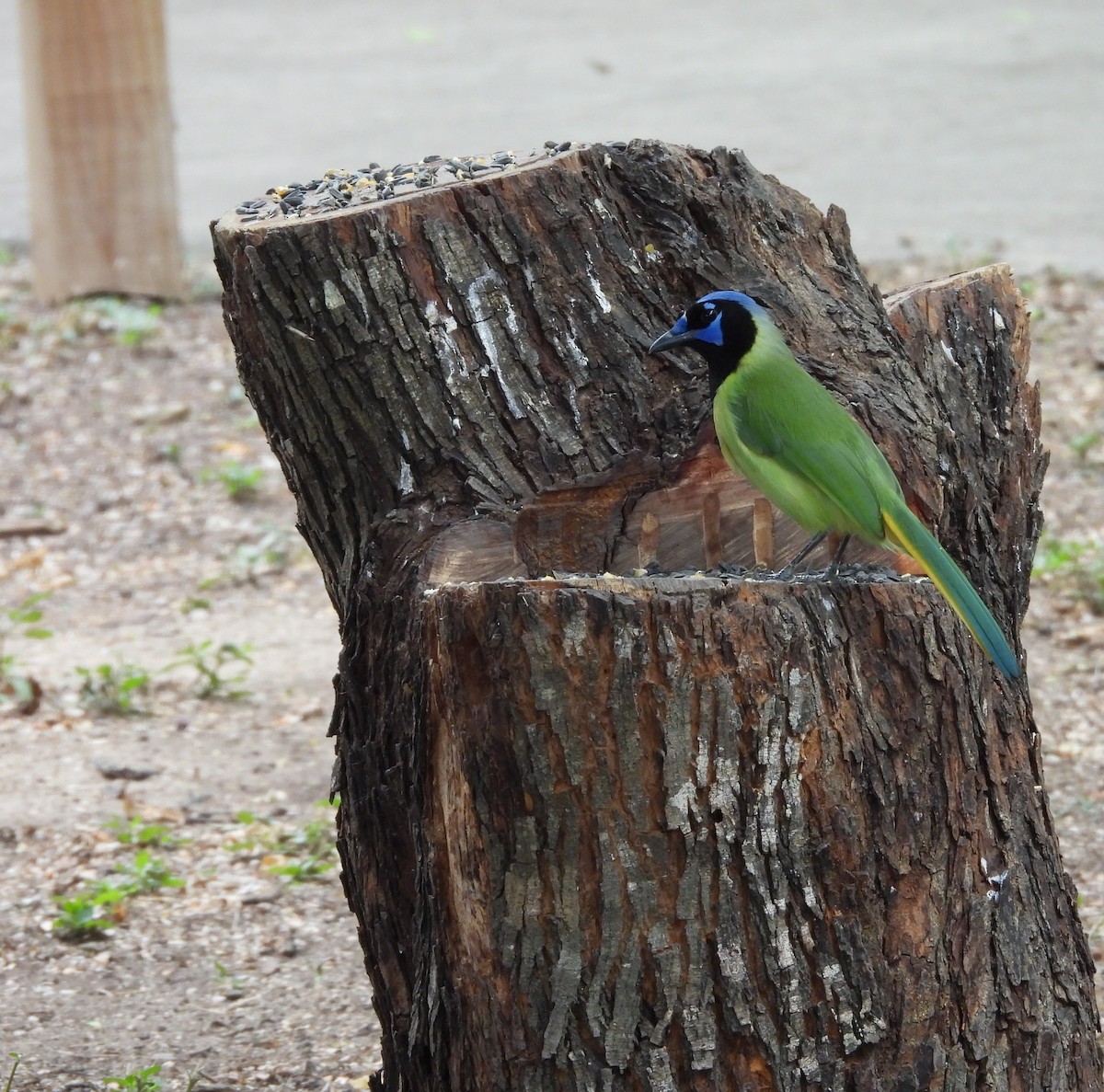 sojka zelenavá - ML645582384