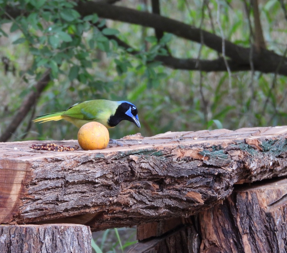 sojka zelenavá - ML645582385